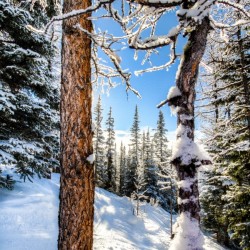 Do the trees freeze too